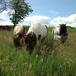 Grosse Auf Pferdehof Mitten In Der アパート